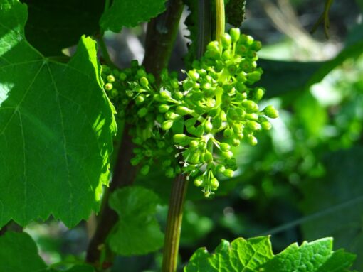 French Grapes - French Vines