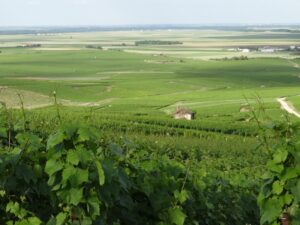 wine vineyards 02