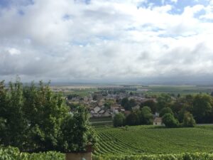 wine vineyards 10